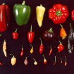 How to Manage Variation service variation