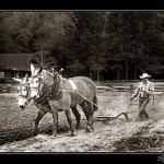 On Leadership and Horses horse sense and leadership