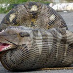 process bloat, lean six sigma