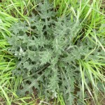 Business and Garden-Variety Defects how to get rid of weeds