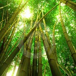 Leadership Growth Model: Some Growth is not Visible and What we Can Learn from the Bamboo Tree leadership growth