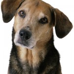 dog psychology, dog whisperer