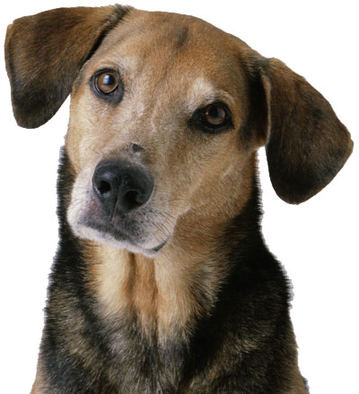 dog psychology, dog whisperer