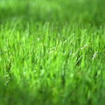 Not Invented Here Attitude and Change Management green-grass-not-invented-here