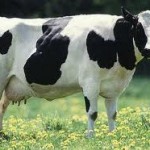 Capacity Analysis, Cost and Production Analysis: A Lesson From Hamburgers cow, butcher, meat processing