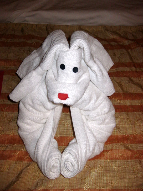 towel animals attack dog