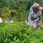 sri lanka tea plantain women picking tea shmula.com