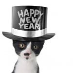 happy new year, blog, shmula