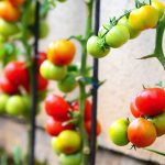 lean farming, lean agriculture, kaizen